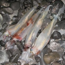 湾内は太刀魚、石津浜がヤリイカ絶好調！！！！！！